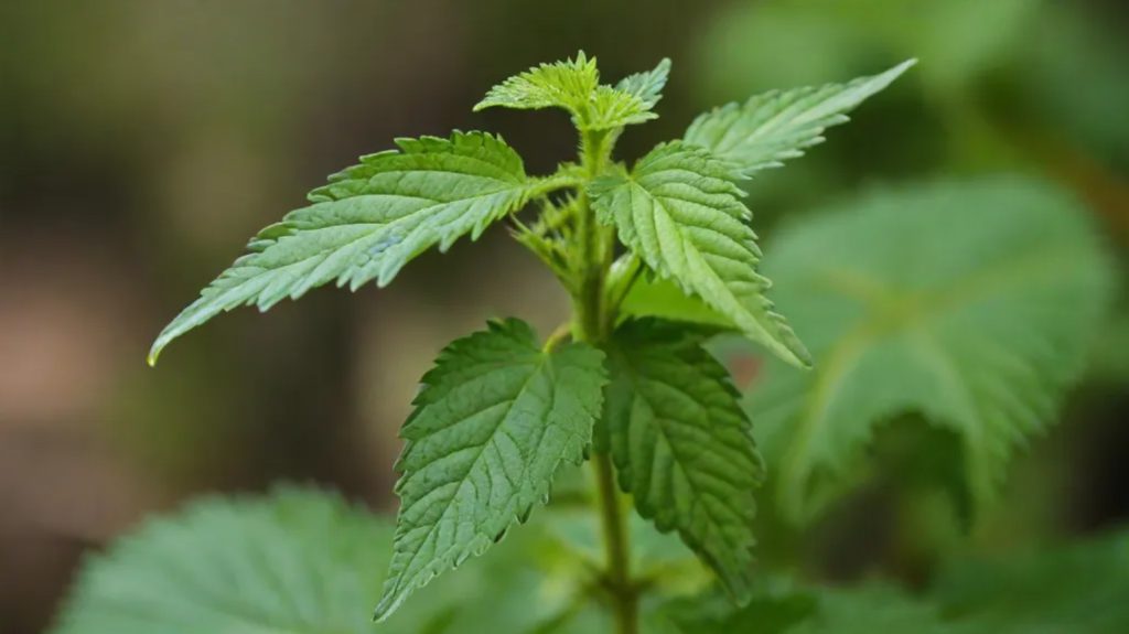 Isırgan Otu Nedir? Ne İşe Yarar?