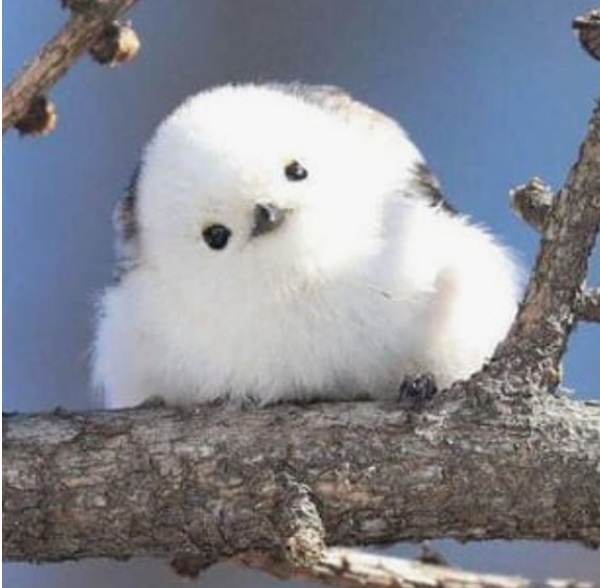 Shima Enaga Kuşu Özellikleri